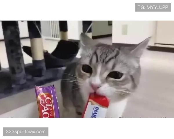 掌敏洁家的猫都比我省吃俭用